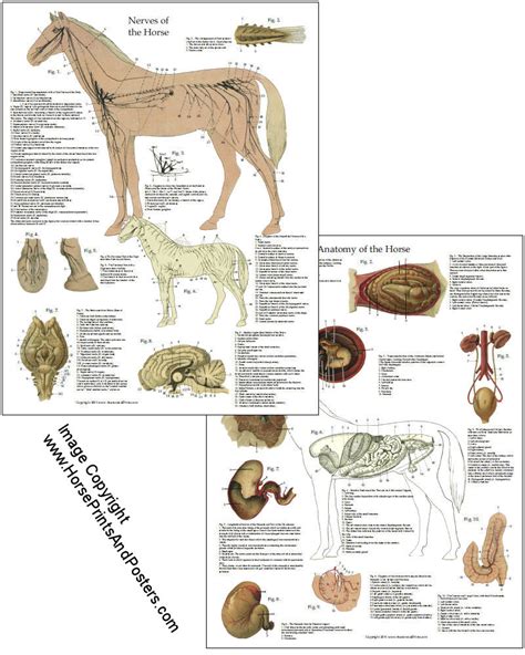 Horse Anatomy Chart Internal Organs 8 X 11