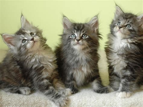 Wallpapers Maine Coon Kittens