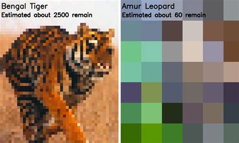 Number Of Pixels Used In These Photos Is The Number Of Animals Left Of