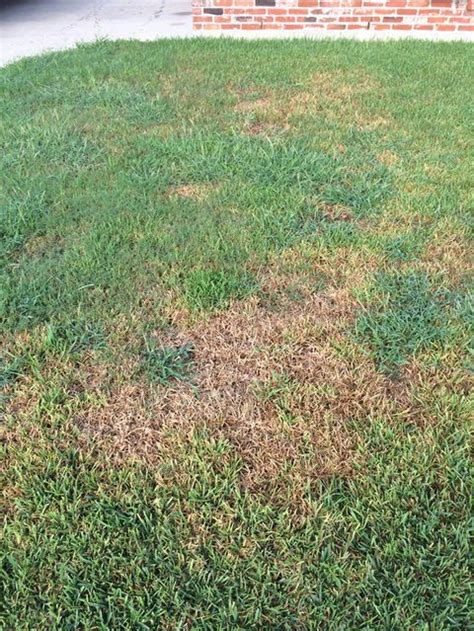 How To Spot And Treat Chinch Bug Damage In Lawns Lawn Pests