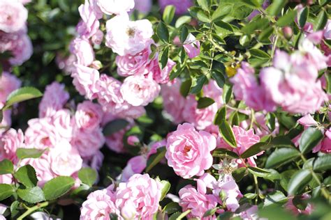 Kostenlose Foto Natur Blühen Blume Wild Busch Botanik Rosa