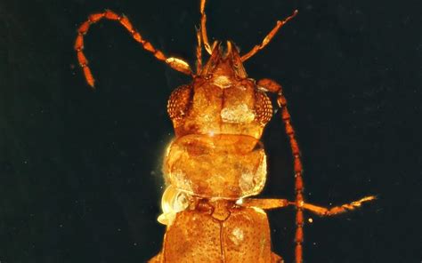 This Nearly 100 Million Year Old Beetle Is Preserved So Well It