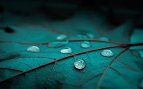 Free Download Rain Drops Leaf Leaves Bokeh Macro Wallpapers HD Desktop X For Your