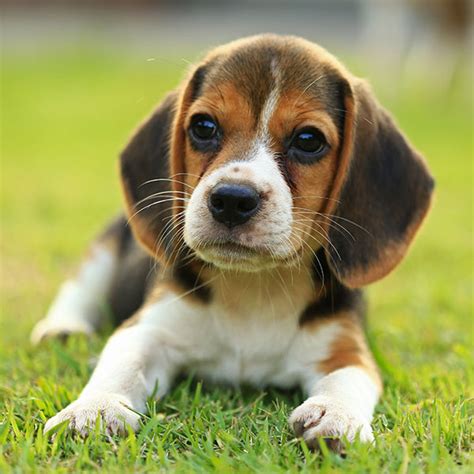 Palm beach county, boca raton, fl id: Beagle Puppies For Sale In florida from Top Breeders