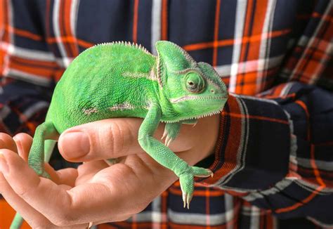 Chameleons Vs Bearded Dragons As Pets How To Choose Pets Gal