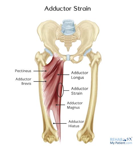 Adductor Muscles Artwork By Science Photo Library Lupon Gov Ph