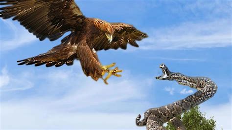 Mother Eagle Kills Snake To Feed Her Baby Wild Animals Warcry Youtube