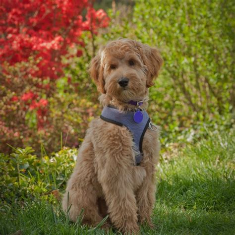The price of our labradoodle puppies for sale in mi is $3000. Labradoodle Puppies for Sale - Show Quality