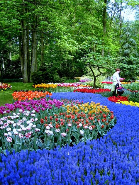 Flowers And Blossom In Spring Garden Keukenhof The Netherlands