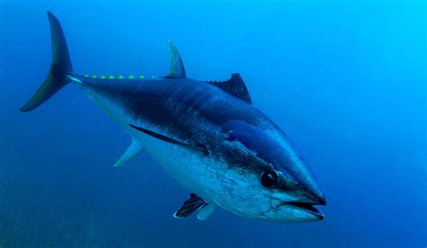 Giant Bluefin Tuna Are Showing Up Near Half Moon Bay Thrilling Sport