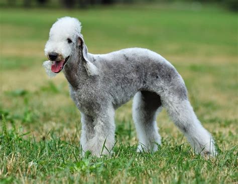 2 Bedlington Terrier 9 Unique Dog Breeds You May Never Come Across