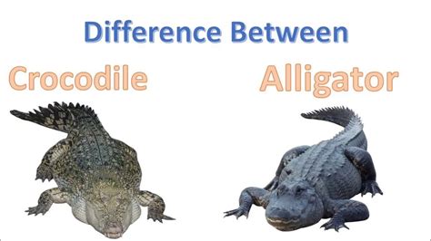 Différence Alligator Crocodile
