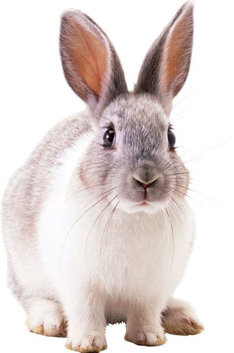 White Rabbit Rabbit Png Image Png Download 15542347