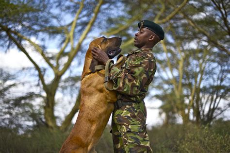 Training Dogs To Protect Rhinos News Save The Rhino International