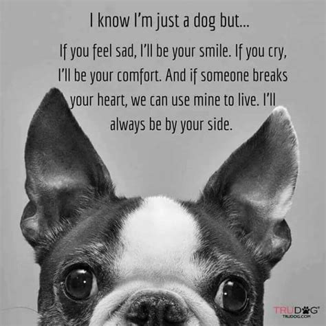 Not only is the cost of living higher in the big city, boston is full of things to do in your free time, which also costs money. Love this quote. And it has a Boston terrier on it. | Boston terrier, Terrier, Boston terrier dog