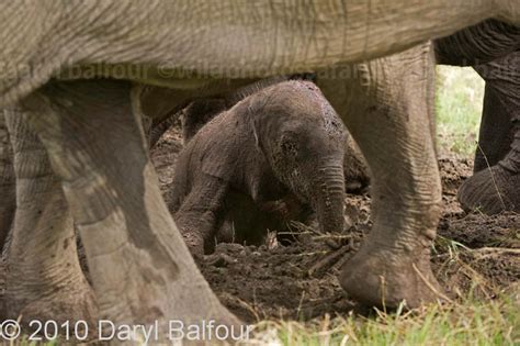 Elephant Birth After 25 Years The Home Of Daryl And Sharna Balfour