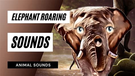 Elephant Roaring Sounds Library Of Sounds Elephant Roar And Trumpet