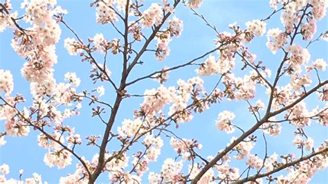 190 sakura hd wallpapers and background images. Sakura - Opendawn