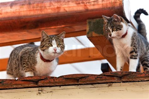 Zwei Katzen Auf Dem Dach Stock Bild Colourbox
