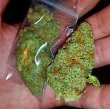 Marijuana Seeds For Sale In Maine Photos
