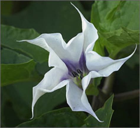 I know because i brought home one leaf, and it's a perfect. Poisonous and Hallucinogenic Plants -Datura Stramonium ...