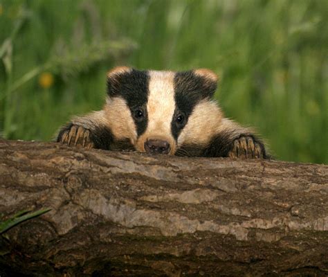 This Is My Sneaking Badger Pose Baby Badger Badger