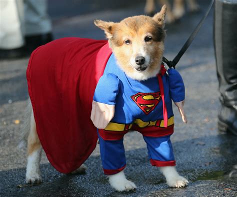 To Do This Weekend A Halloween Dog Parade And Fall Fest At Citi Field