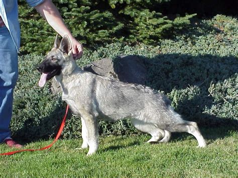 Beautiful black sables and pure blacks. Bremmatic: Pure Silver Black And Silver German Shepherd