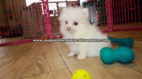 Puppies For Sale Local Breeders Teacup Pomeranian Puppies For Sale