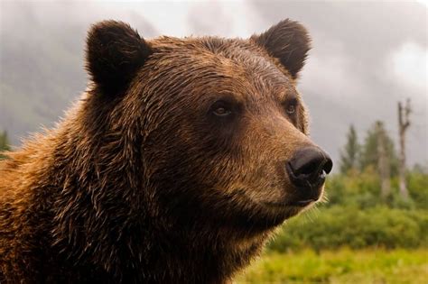Grizzly Bear Attack Leaves Mountain Biker In Critical Condition