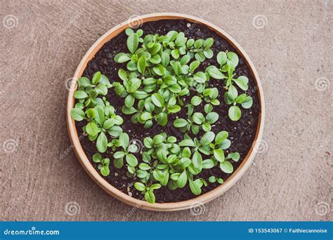 Small Forget Me Not Seedlings In Terracotta Pot Stock Image Image Of