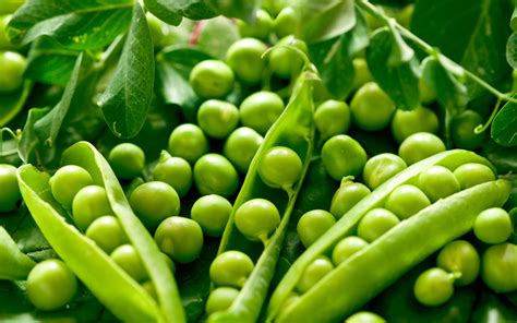 Wallpaper Food Fruit Green Pea Pod Peas Flower Agriculture