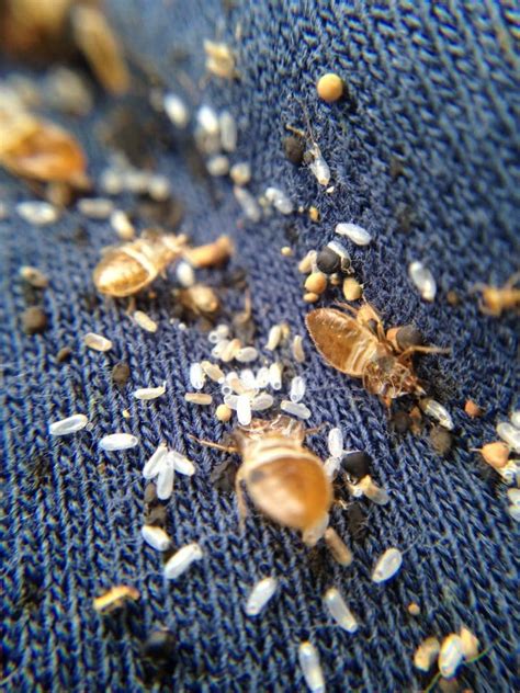 Where Do Bed Bugs Lay Eggs Disinpest