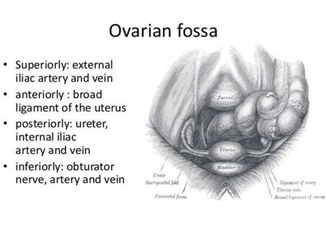 Relations Ovarian Fossa Iliac Ureter Obturator 【 Note Broad