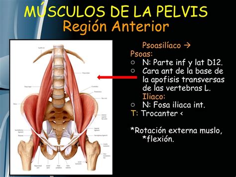 Anatomía De Cadera Y Muslo