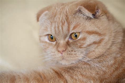 Cute Red Scottish Fold Cat Wallpapers And Images