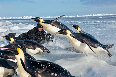The bones of the penguin are more similar to those of mammals. The Moment: Shooting Stars