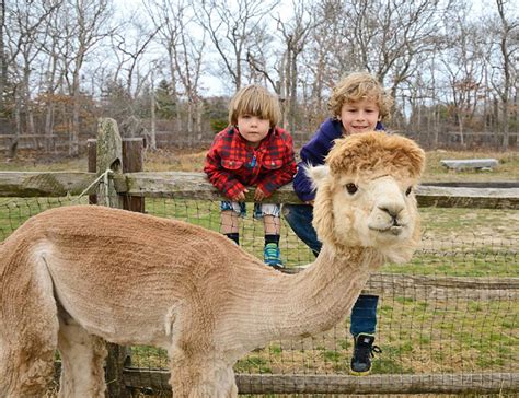Visitors Experience Shear Delight At Island Alpaca Co The Marthas