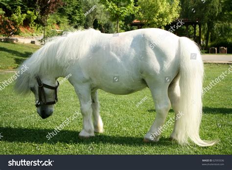 An Image Of A Single White Pony Stock Photo 62593336 Shutterstock