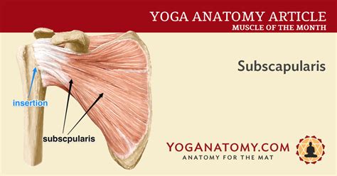 Subscapularis - Rotator Cuff Muscle - Yoganatomy