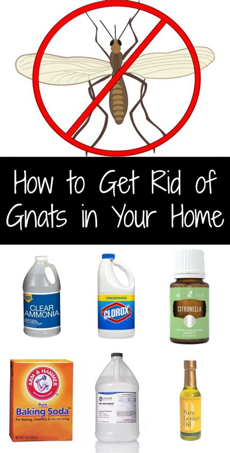 How To Get Rid Of Gnats House Stowoh
