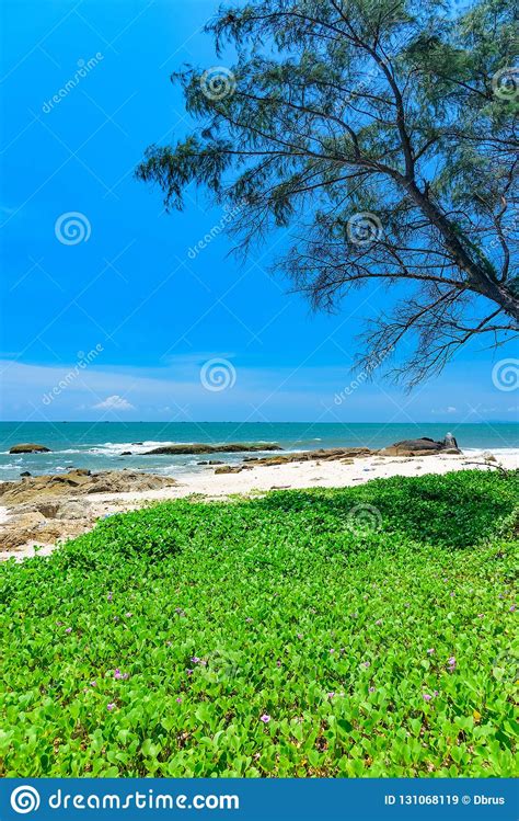 Seashore Green Grass Stock Image Image Of Season Seascape 131068119