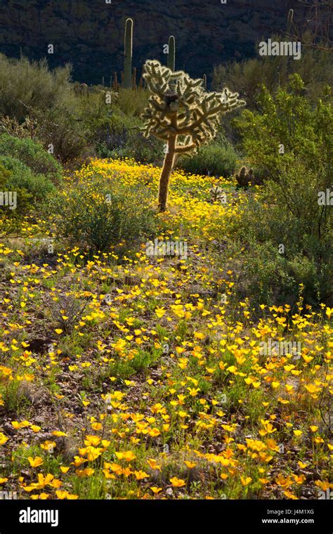 Mexican Poppies With Cholla Cactus Along Ajo Mountain Drive Organ Pipe