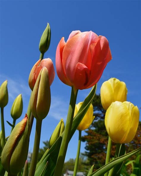 16th Annual Huntington Tulip Festival Planned For Sunday