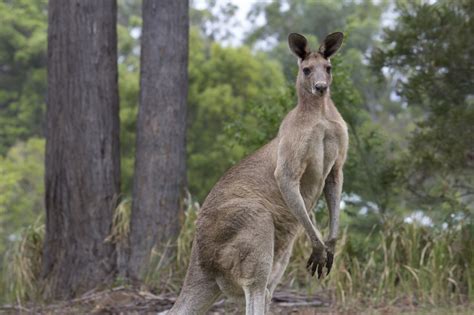 Augusta communities include algonquin, domville, maitland, maynard, north augusta and roebuck. Things You SHOULD Consider Before Keeping a Kangaroo as ...