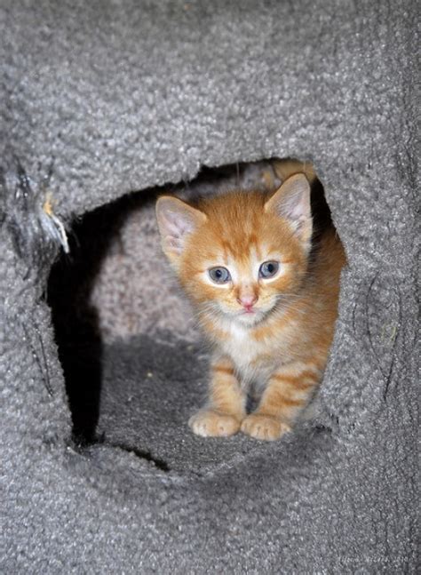 Learn helpful care tips for your kitten in their first four months, including essential topics like bedding, food, using the litter box, grooming & more. How to Take Care of Newborn Kittens: Week by Week | PetHelpful