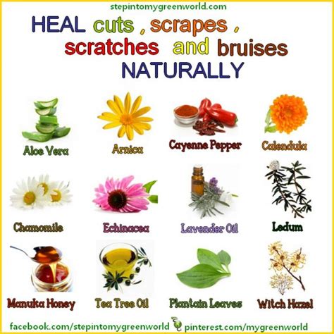Heal Wounds With These Herbs Healing Herbs Natural Skin Healing
