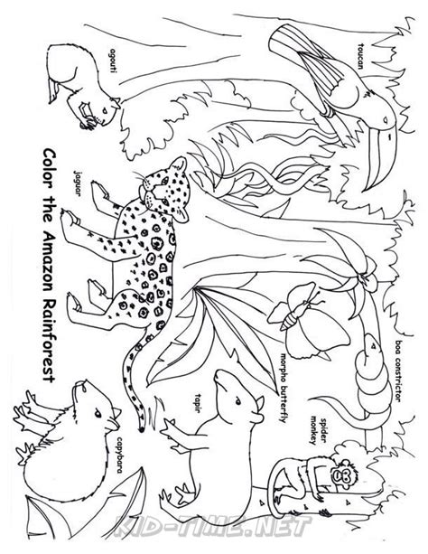 Amazon Rainforest Animals Coloring Pages 010 Kids Time Fun Places To