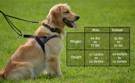 Golden Retriever Puppies Must Know Facts And Traits Petmoo