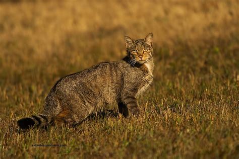 Gato Montés Wild Watching Spain Turismo De Observación Y Fotografía